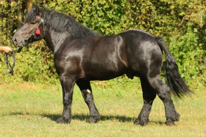 PIONIER (Poker - Palemka po Piker), Bonitacja: 80 pkt, Wymiary: 160-210-25,5, Wynik pr&oacute;by: 10/10 pkt., Właściciel: Jarosław Rogalski, 508 859 117