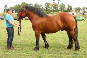 POPIK (Walter - Paca po Inkos), Bonitacja: 81 pkt, Wymiary: 158-230-26, Wynik pr&oacute;by: 9/10  Właściciel: Mieczysław Korenkiewicz, 87 516 43 11