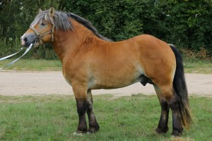 POSEJDON (Rumcajs - Persa po Sak), Bonitacja: 80 pkt, Wymiary: 157-215-25, Właściciel: Kazimierz Zajkowski, 508 964 368