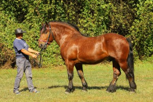 ROBIK (Obik - Rafa po Altazar), Bonitacja: 79 pkt, Wymiary: 160-210-25, Wynik pr&oacute;by: 9/10 pkt, Właściciel: Wojciech Zawadzki, 509 714 677