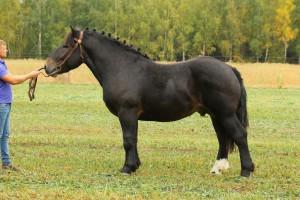 RODOS (Mamrot - Rotacja po Groklin), Bonitacja: 79 pkt, Wymiary: 158-215-27, Wynik pr&oacute;by: 21/25 pkt., Właściciel: Bazyli Sawczuk, 608 640 896, UWAGA: Ogier otrzymał we wstępnej bonitacji 13 za typ, co oznacza, że nie będzie m&oacute;gł kryć klaczy programowych!