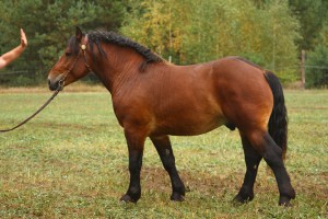 RUBENS (Brutus - Rufa po Groklin), Bonitacja: 84 pkt, Wymiary: 160-215-25,5, Wynik pr&oacute;by: 21/25 pkt., Właściciel: Bazyli Sawczuk, 608 640 896