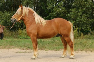 SANTOS (Urok - Santa po Szaman), Bonitacja: 80 pkt, Wymiary: 158-215-25, Wynik pr&oacute;by: 21/25 pkt., Właściciel: Mirosław Kalinowski, 697 701 990