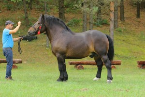 SMYK (Bonar - Santa po Format), Bonitacja: 79 pkt, Wymiary: 158-225-26, Wynik pr&oacute;by: 10/10  Właściciel: Robert Korenkiewicz, 504 423 931