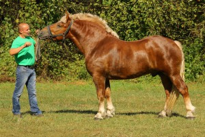 URLIŚ (Bukan - Ukta po Bajer), Bonitacja: 82 pkt, Wymiary: 159-220-25,5, Wynik pr&oacute;by: 9/10  Właściciel: Zbigniew Słowikowski, 510 372 292