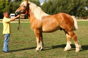 LIKWOR (Romb - Linga po Hermes), Bonitacja: 82 pkt., Wymiary: 160-215-27, Wynik próby: 6/10 pkt., Właściciel: Anna Turel, 609 492 758