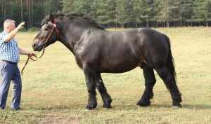 LOS (Wiomet - Losa II po Saler), Bonitacja: 82 pkt., Wymiary: 163-230-29, Wynik próby: 8/10  Właściciel: Henryk Strzelecki, 501 734 335